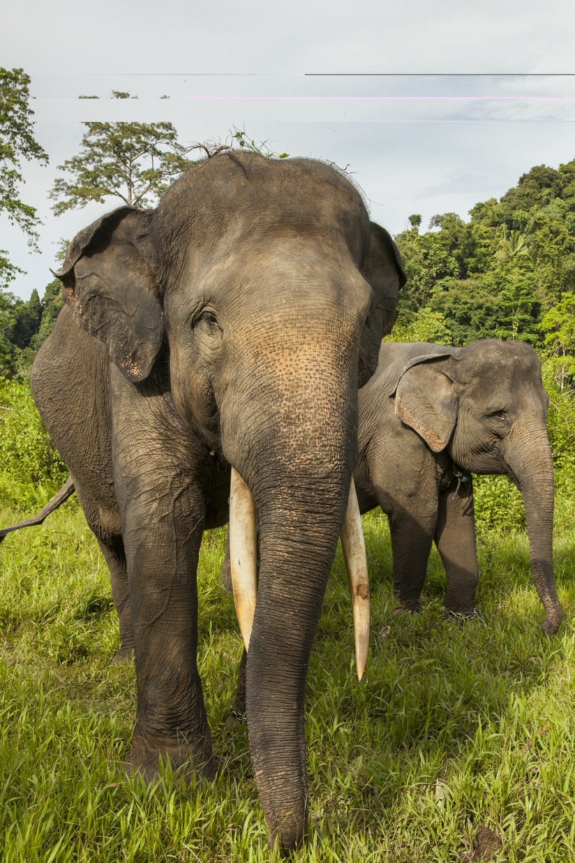 Yongki, gajah sumatera 34 tahun seberat 3,3 ton ini dibunuh pada September 2015. Gadingnya hilang. Foto: WWF-Indonesia