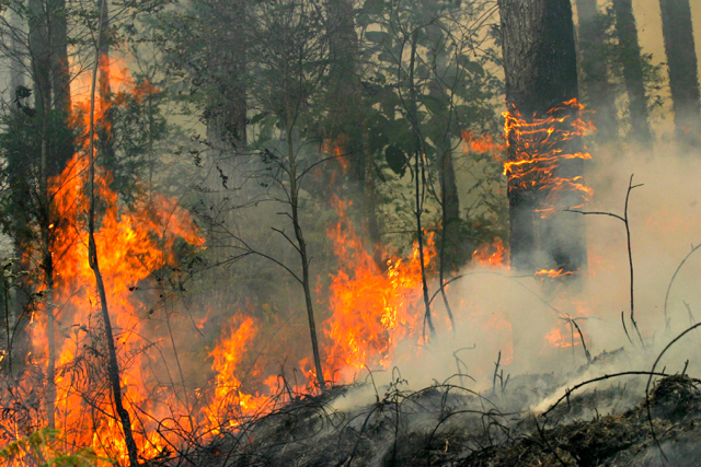 Kebakaran hutan pinus. Api yang membakar hutan kayu pinus di Saitbuttu Saribu, Kecamatan Pam Sidamanik, Simalungun, Sumut, Senin, 22 Agustus 2016.