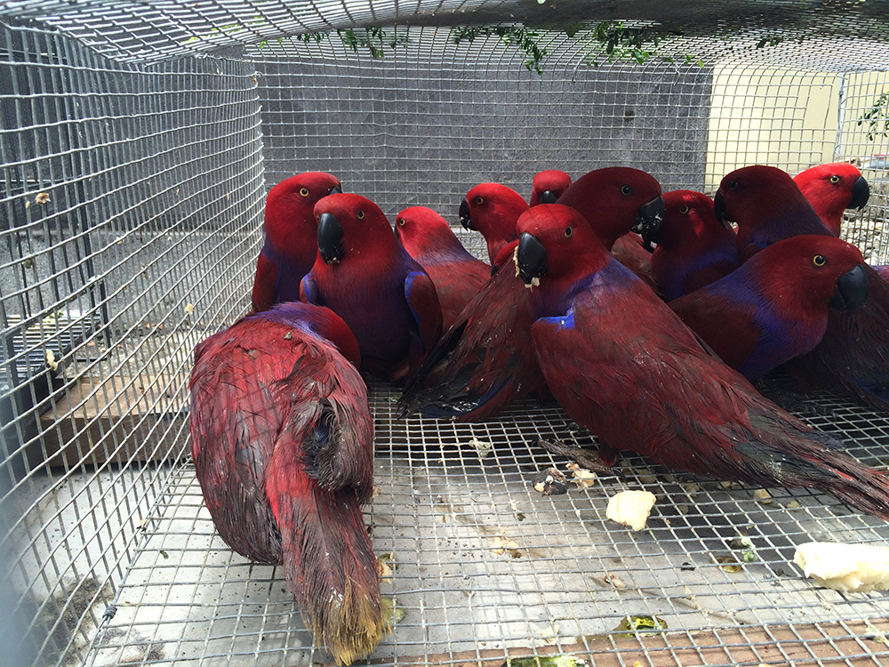 Barang bukti penggerebekan penyelundupan satwa dilindungi berupa burung nuri bayan merah (Eclectus roratus). Foto : WCU