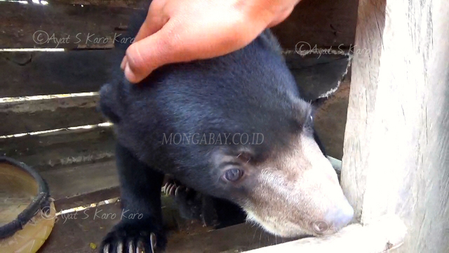 Anak beruang ini terlihat jinak. Foto: Ayat S Karokaro
