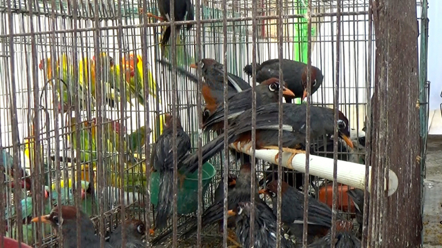 Ada 15 jenis burung diamankan petugas Kantor Karantina Pertanian WIlayah II Medan. Foto: Ayat S Karokaro