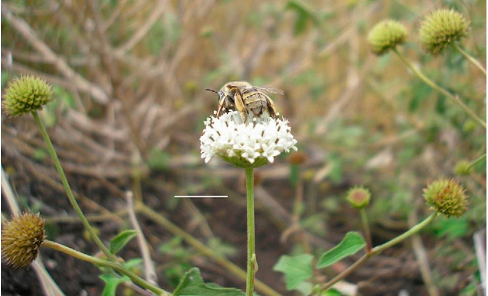 Lebah ini hanya menghisap madu dari satu jenis tanaman yang nyatanya mampu bertahan pada kondisi ekstrim. Sumber: Erenler 2013/Erenler et al 2015