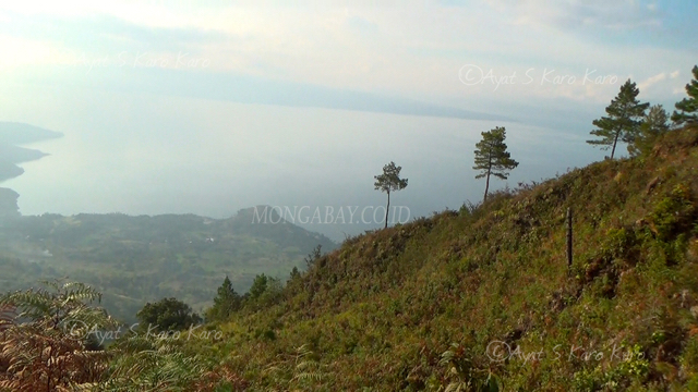 Hutan sekitar Danau Toba yang gundul. Foto: Ayat S Karokaro