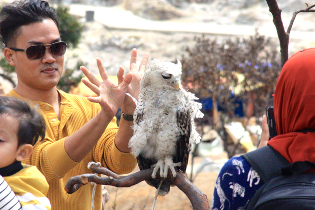 Pengunjung berfoto dengan burung hantu di kawah Sikidang, Dieng. Foto: Nuswantoro