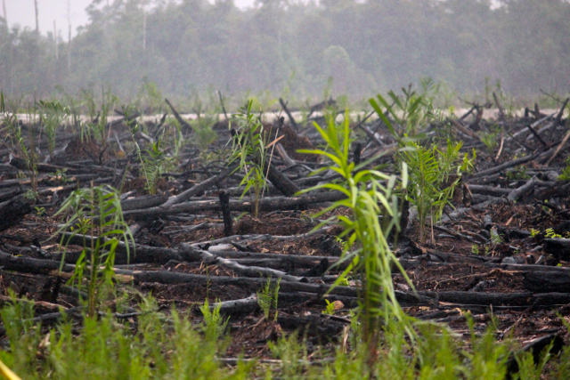 Tata kelola buruk sawit, kala ditanam di lahan gambut dengan membakar. Foto: Sapariah Saturi
