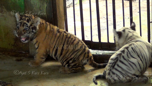 Bayi Harimau Benggala dengan kulit belang ini mengaum mencari sang induk. Foto: Ayat S Karokaro