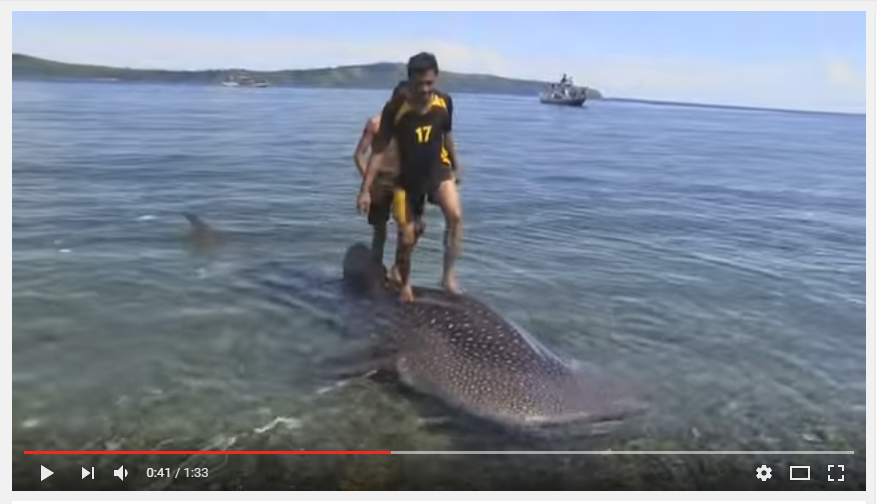 Screenshot video dari Youtube dari hiu paus yang ditangkap nelayan di Ambon, Maluku. Dua orang terlihat bermain di punggung hiu tersebut. Sumber : youtube