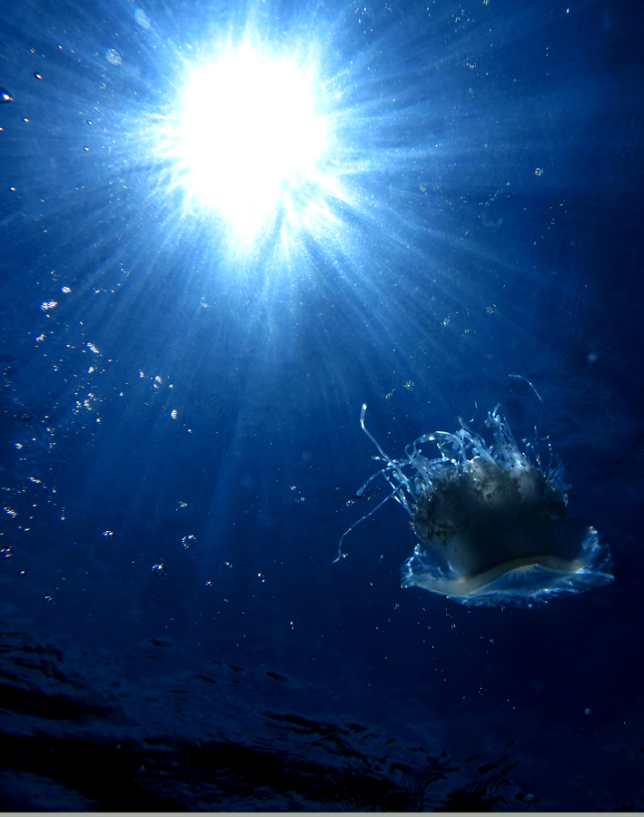 Jellyfish atau ubur ubur . Foto : Wisuda