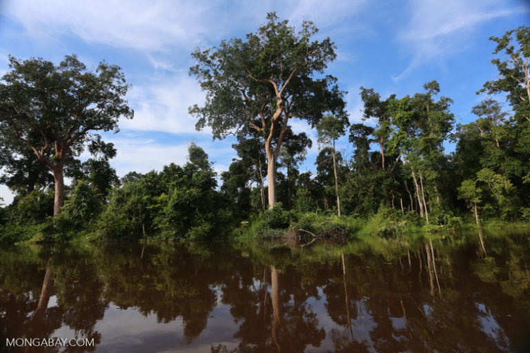  Hutan gambut yang masih baik di Kalimantan. Dengan adanya perbaikan tata kelola termasuk ada BRG, diharapkan lahan gambut tersisa terjaga. Foto: Rhett A. Butler 