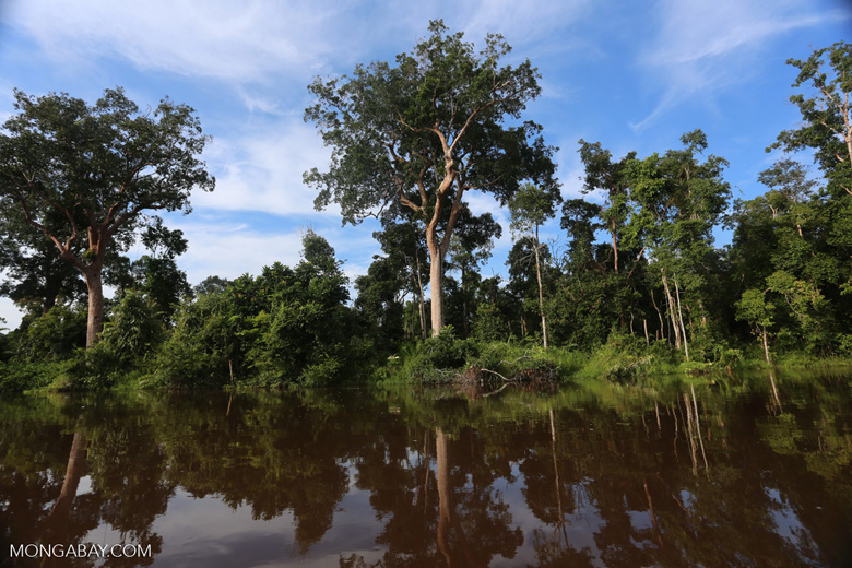 Lahan hutan gambut yang masih baik di Kalimantan | Foto: Rhett Butler/Mongabay.com