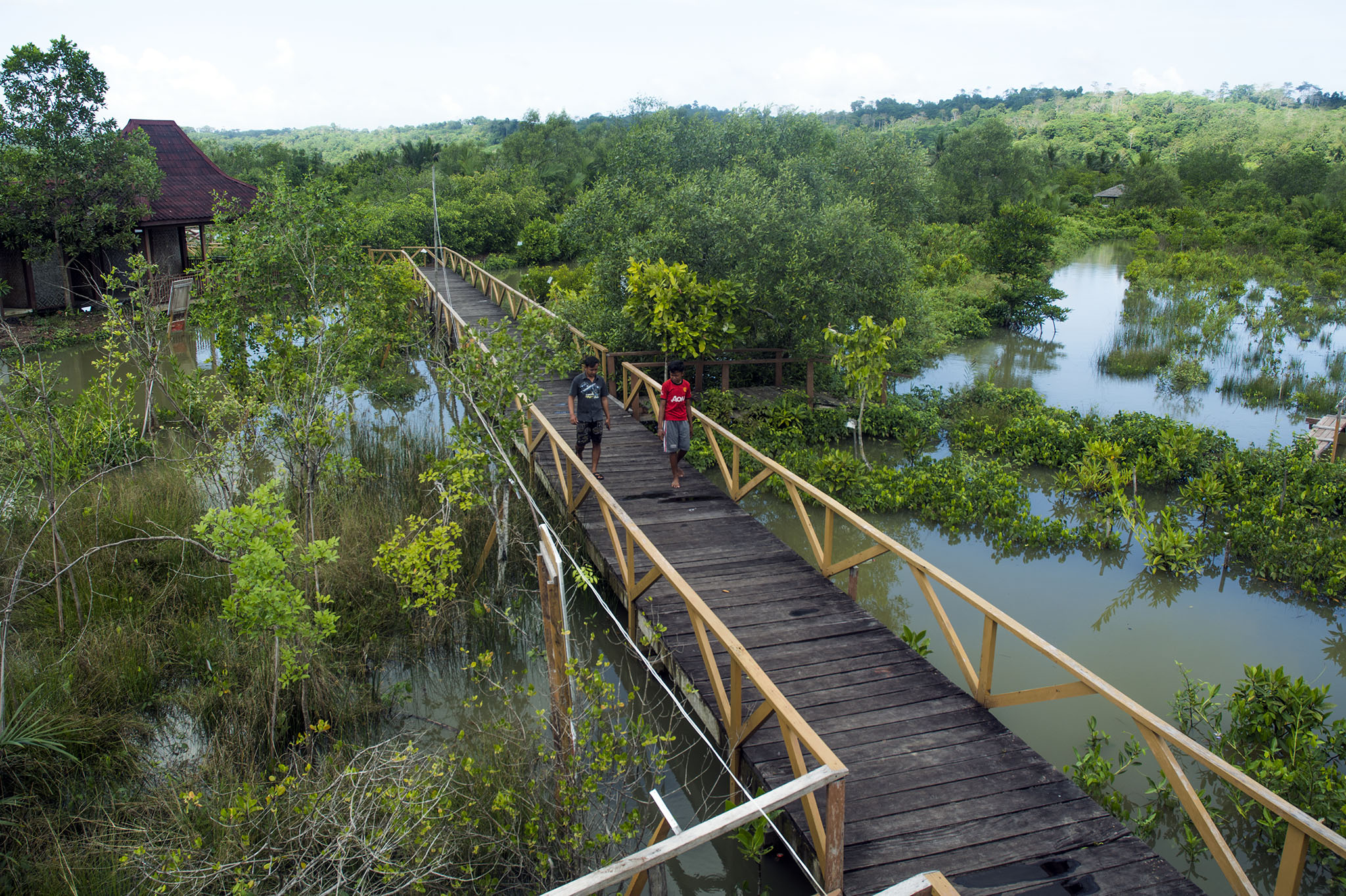 Jembatan dibuat untuk memudahkan pengunjung menikmati mangrove di kawasan Segara Anakan, Kampung Laut, Cilacap, Jateng. Foto : L Darmawan