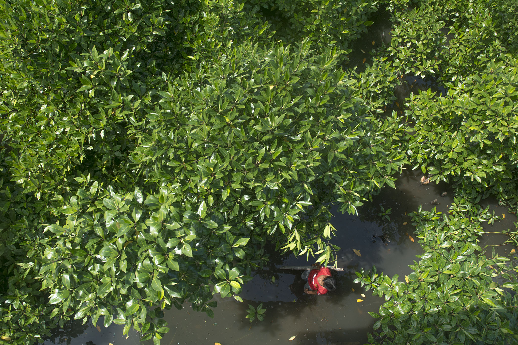 Pengelola tengah membersihkan lingkungan perairan kawasan wisata mangrove Segara Anakan, Kampung Laut, Cilacap, Jateng. Foto : L Darmawan