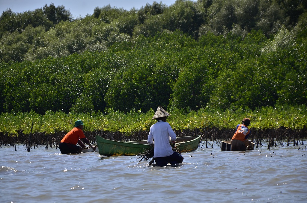 Sejumlah nelayan melakukan penanaman mangrove di sepanjang pesisir Lantebung, Makassar, Sulsel. Sekitar 20 ribu bibit mangrove yang ditanam hari melengkapi sekitar 80 ribu pohon mangrove yang sudah ditanam sejak 2010 lalu. Foto: Wahyu Chandra