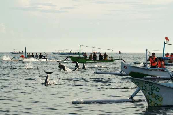 Suasana wisata melihat lumba lumba saat sunrise di perairan Lovina, Buleleng, Bali Utara. Wacana rumpon untuk mengumpulkan lumba-lumba di perairan Buleleng demi industri wisata menjadi saat ini polemik. Foto : Anggara Mahendra 