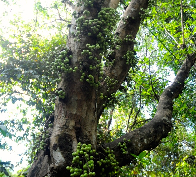 Salah satu ficus makanan utama Macaca. Dalam bahasa setempat pohon dikenal dengan nama duajeng. Foto: Eko Rusdianto
