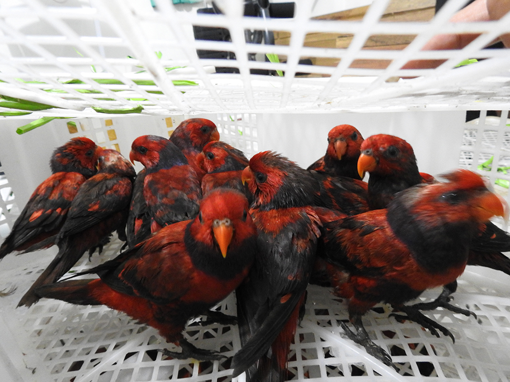 Barang bukti penggerebekan penyelundupan satwa dilindungi berupa burung nuri kalung ungu (Eos squamata). Foto : WCU