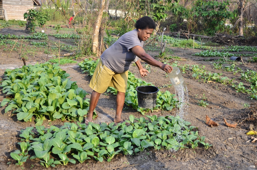 Jumlah perempuan global yang bekerja di sektor pangan mencapai 50 persen dari total populasi manusia dan sekitar 50 persen di antaranya bekerja di sektor pertanian. Foto: Wahyu Chandra. 
