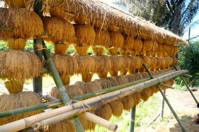 Cara masyarakat Seko menjemur padi. Foto: Eko Rusdianto
