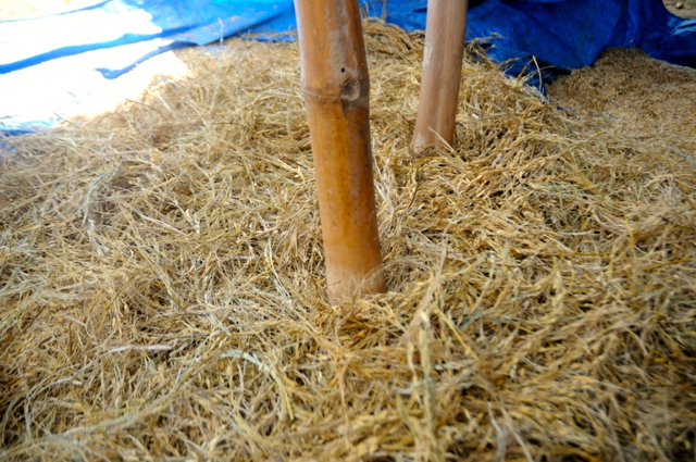 Proses penumbukan padi tarone di Seko. Foto: Eko Rusdianto