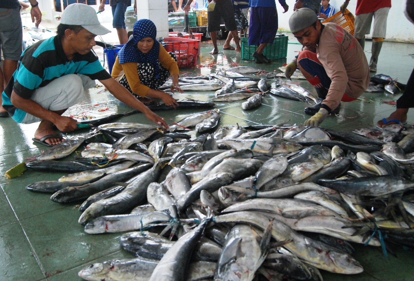 Aktivitas pengolahan ikan di Pelabuhan Perikanan Sadeng, Gunung Kidul, Yogyakarta pada awal Desember 2015. Foto : Jay Fajar