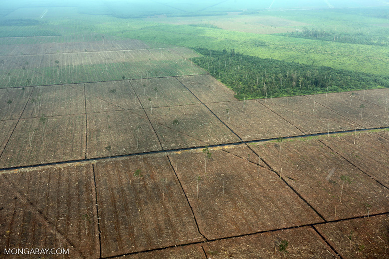 Pembukaan lahan gambut di Riau untuk konsesi. Pengeringan gambut dilakukan lewat kanal. Foto: Rhett Butler