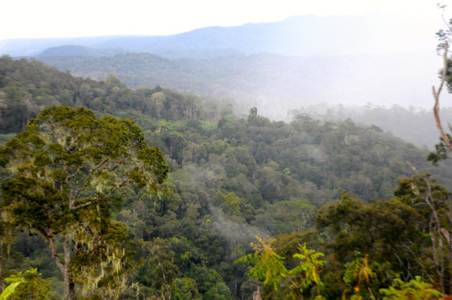 Hutan nan lebat jadi pemandangan dalam perjalanan ke Seko. Foto: Eko Rusdianto