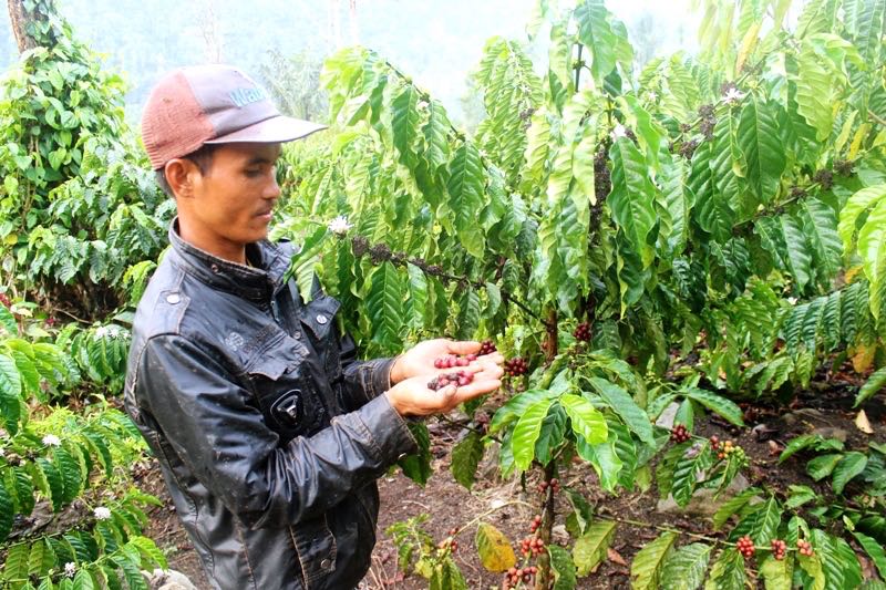 Persawahan dengan latar belakang Hutan Adat Rantau Kermas. Foto: Elviza Diana