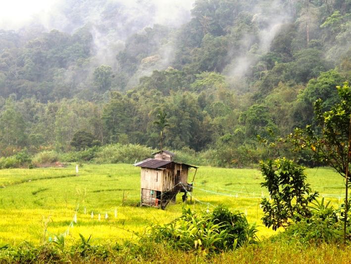 Persawahan dengan latar belakang hutan adat Serampas nan lebat dan terjaga. Foto: Elviza Diana