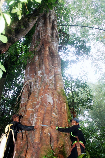 serampas4-Pohon-pohon berdiameter di atas satu meter banyak terdapat di Hutan Adat Rantau Kermas. Foto Elviza Diana