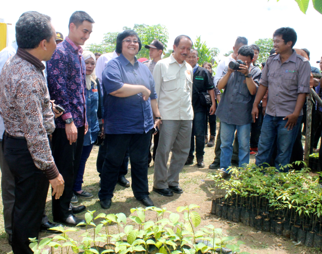 siti1-Kunjungan Menteri Lingkungan Hidup dan Kehutanan di pembibitan tanaman Jabon di Desa Hajran. Foto Elviza Diana