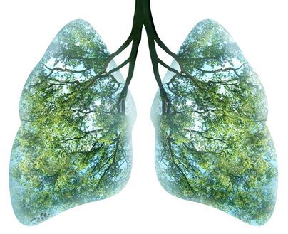 Ilustrasi kesegaran pohon dan hutan bagi paru-paru. Sumber : pinimg.com