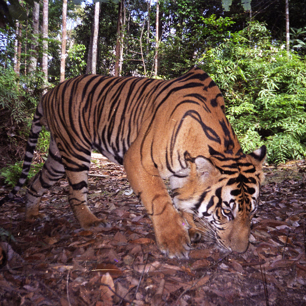 Harimau sumatera yang tidak hanya diburu tetapi juga wilayah hidupnya menyempit karena hutan berkurang. Foto: WWF
