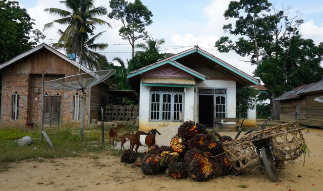 Sawit milik Komunitas Anak Talang, Talang Mamak, Indragiri Hulu, Riau. Foto: Lusia Arumingtyas