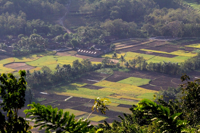 tani1-Pertanian masyarakat di lembah perbukitan Kecamatan Dlingo, Kabupaten Bantul, DIY. Foto Tommy Apriando