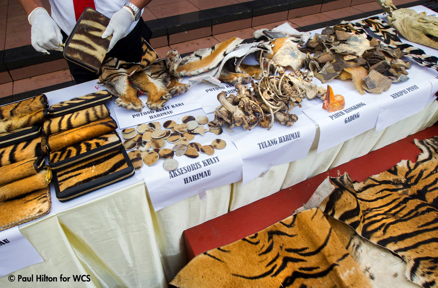 Barung bukti satwa liar dilindungi, termasuk harimau sumatera yang disita pihak Kepolisan dari para penjual di 2015 lalu. Foto: Paul Hilton/WCS