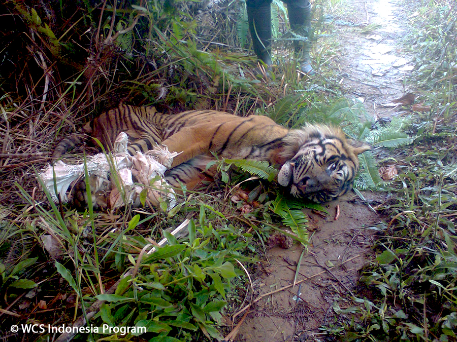 Harimau sumera ini sakit ketika memasuki perkampungan di Resort Sekincau Taman Nasional Bukit Barisan Selatan, Maret 2015. Lambatnya penanganan menyebabkan nyawanya tidak tertolong. Foto: WCS-IP