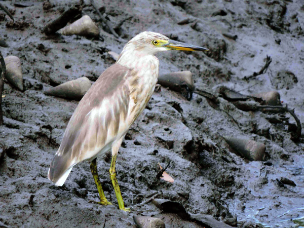 Burung, hidupan liar yang akan terlihat di hutan kota mangrove ini. Foto: Christopel Paino