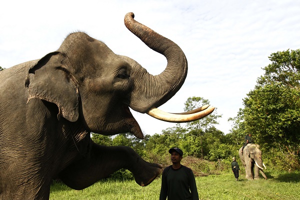 Gajah sumatera yang berada di Kawasan Ekosistem Leuser. Foto: Junaidi Hanafiah