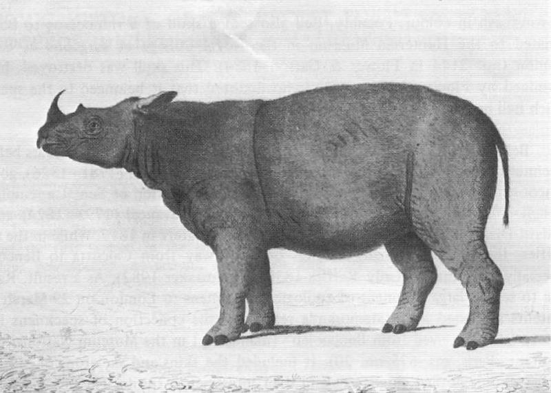 Gambar pertama dari spesimen pertama badak sumatera yang dikenal dalam ilmu pengetahuan Barat, karya William Bell, 1793. Sumber: Wikipedia