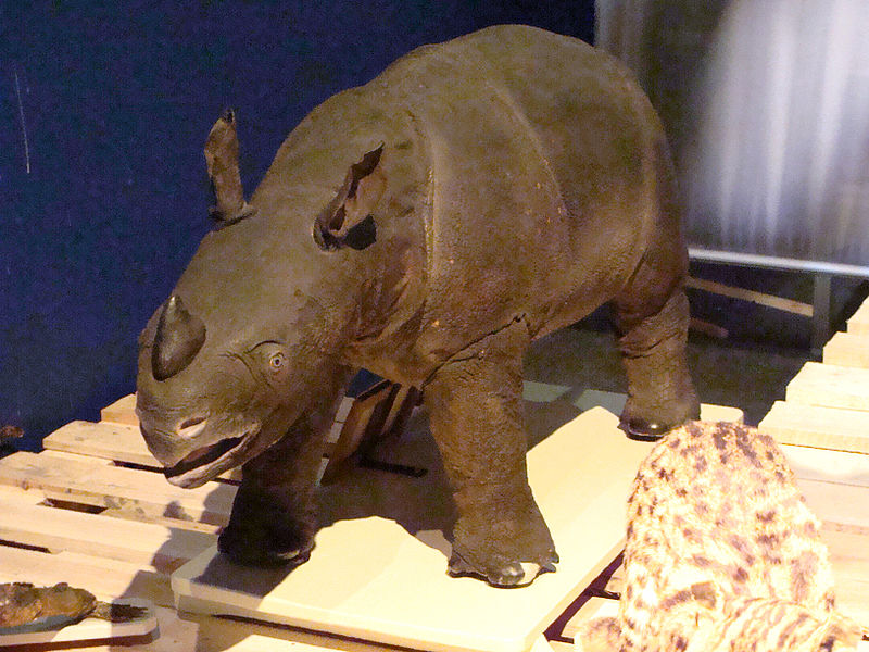 Spesimen anakan badak jawa yang berada di museum. Sumber: Wikipedia