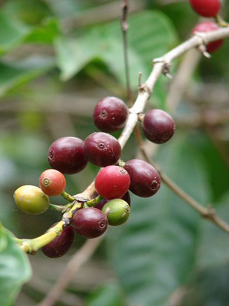 Kopi arabika yang begitu dikenal dikalangan pencinta kopi. Sumber: Wikipedia