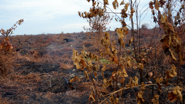 Kebakaran lahan di konsesi PT Sendora Seraya, Kepenghuluan Labuhan Tanggabesar, Kecamatan Bangko, Kabupaten Rokan Hilir Riau.Foto: Lusia Arumingtyas