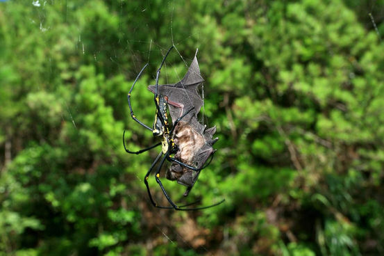 Bat-eating spider. Foto: Yasunori Maezono, Kyoto University, Japan