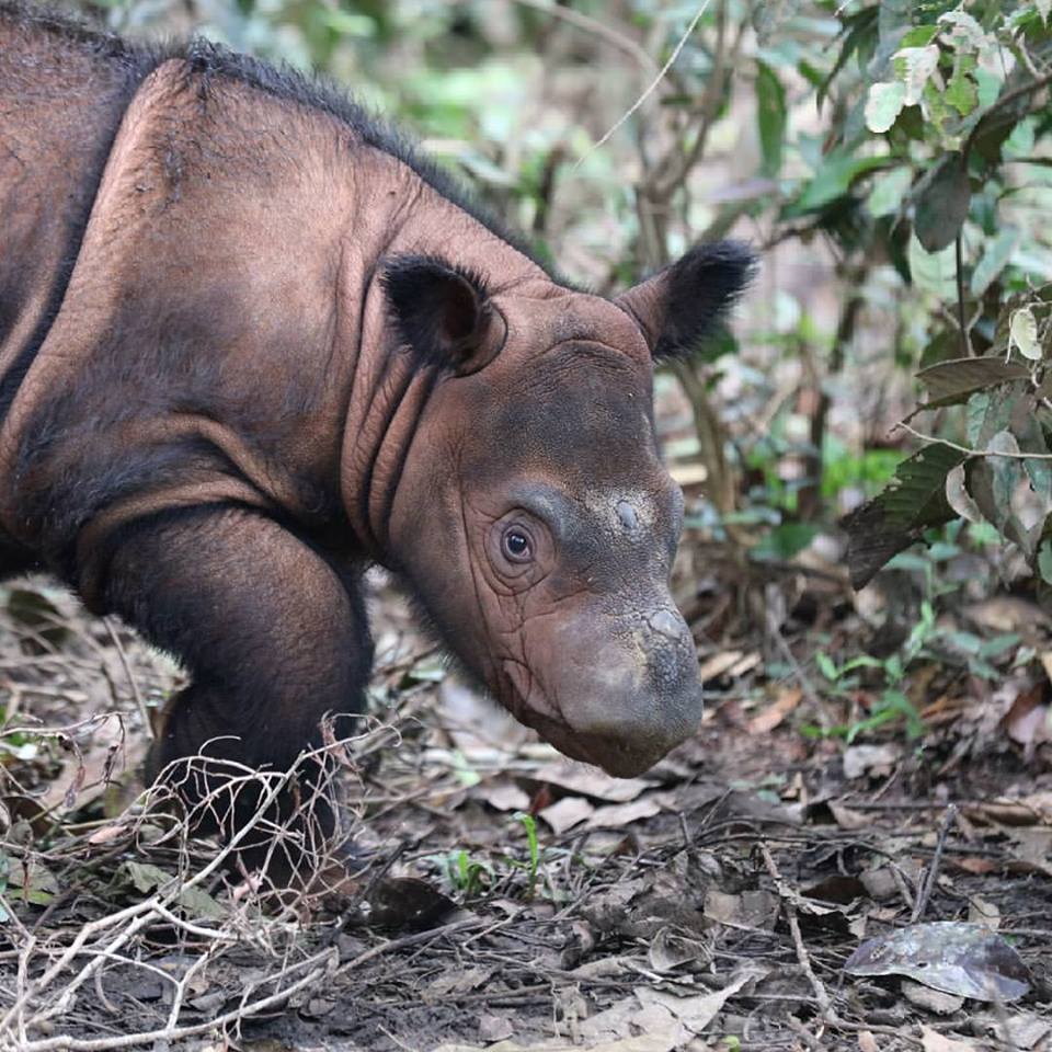 Delilah, badak sumatera betina yang lahir dari pasangan Ratu dan Andalas, 12 Mei 2016. Nama Delilah diberikan langsung Presiden Joko Widodo. Foto: Rhett Butler
