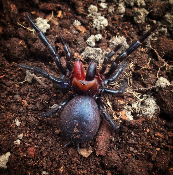 Funnel-web spiders (Atrax sutherlandi). Foto: Mark Wong