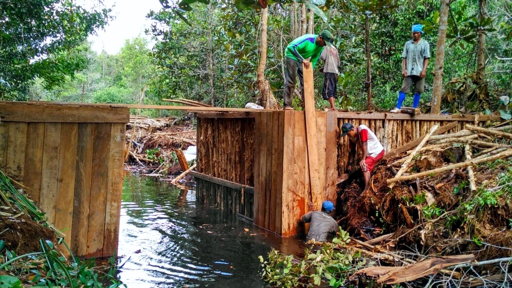 Pembuatan sekat kanal di dalam Kawasan TN Sebangau. Foto: Indra Nugraha