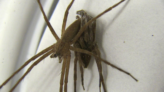 Nursery-web spiders (Pisaurina mira). Foto: Credit: Alissa Anderson