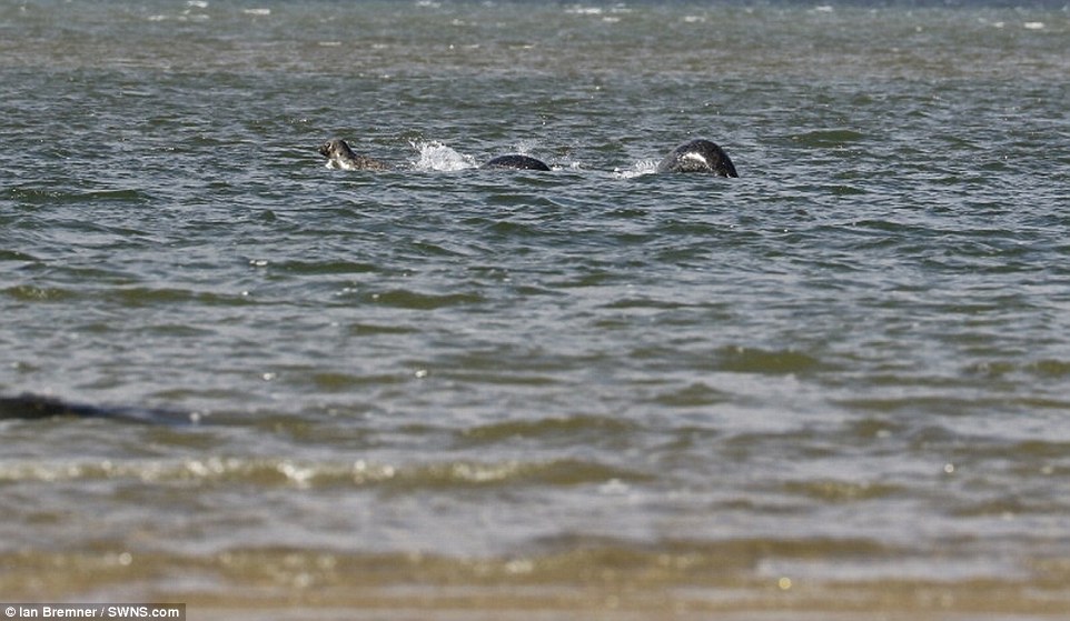 Inilah foto yang menunjukkan Nessie, namun bisa jadi ini merupakan anjing laut. Foto: Ian Bremner SWNS.vom