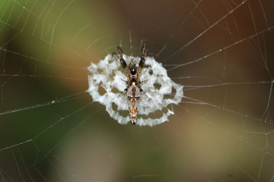 web spiders (Cyclosa ginnaga). Foto: Min-Hui Liu