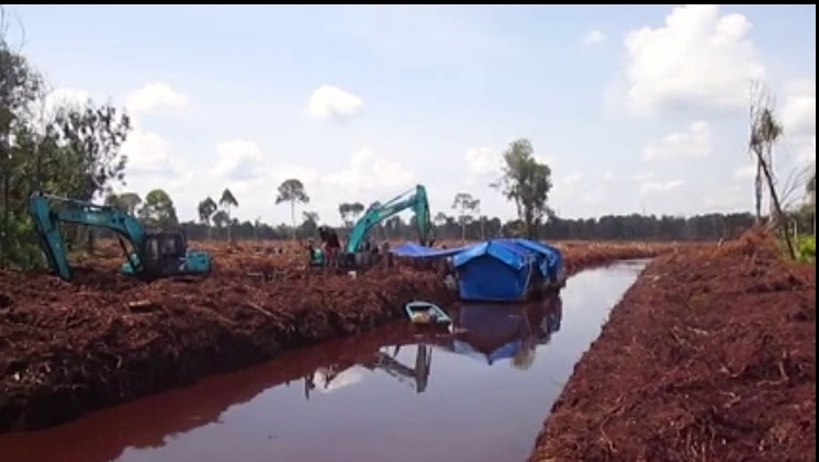 Alat berat tengah membuka gambut buat kanal di konsesi RAPP, baru-baru ini. Foto ini dari video JMGR